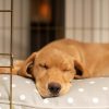 Dog Cushion in Grey Spot by Lords & Labradors