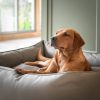 Box Bed With Removable Covers in Rhino Tough Camel Faux Leather by Lords & Labradors