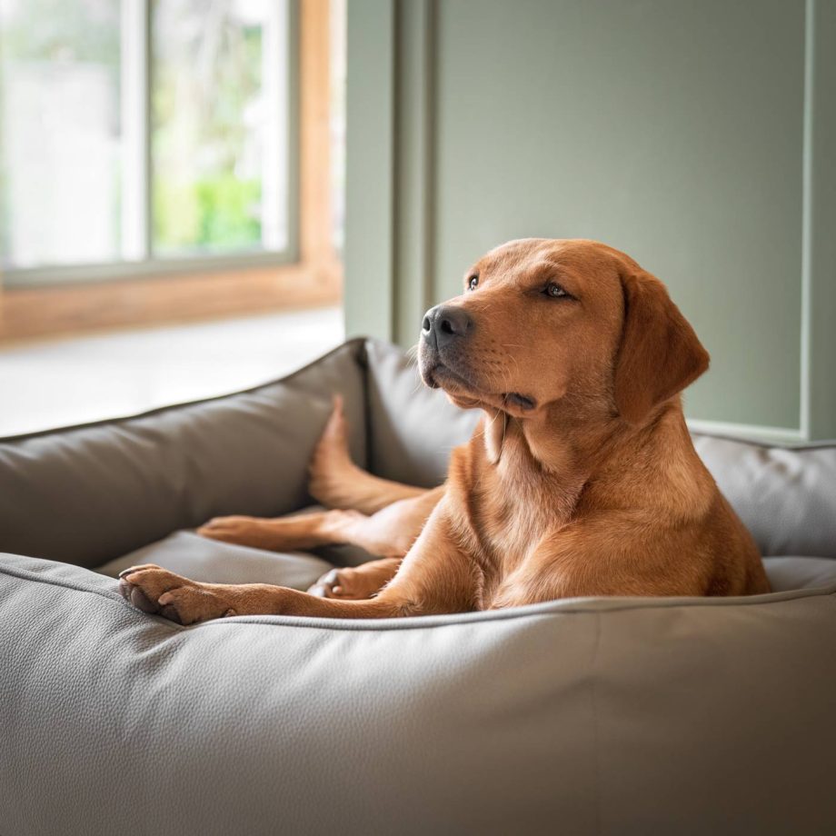 Box Bed With Removable Covers in Rhino Tough Camel Faux Leather by Lords & Labradors